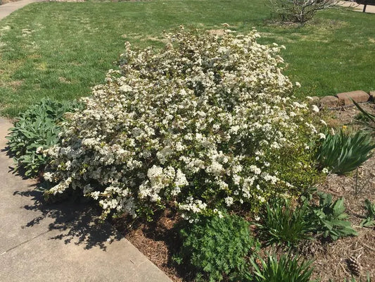 Dwarf Walters Viburnum (3 gALLON)
