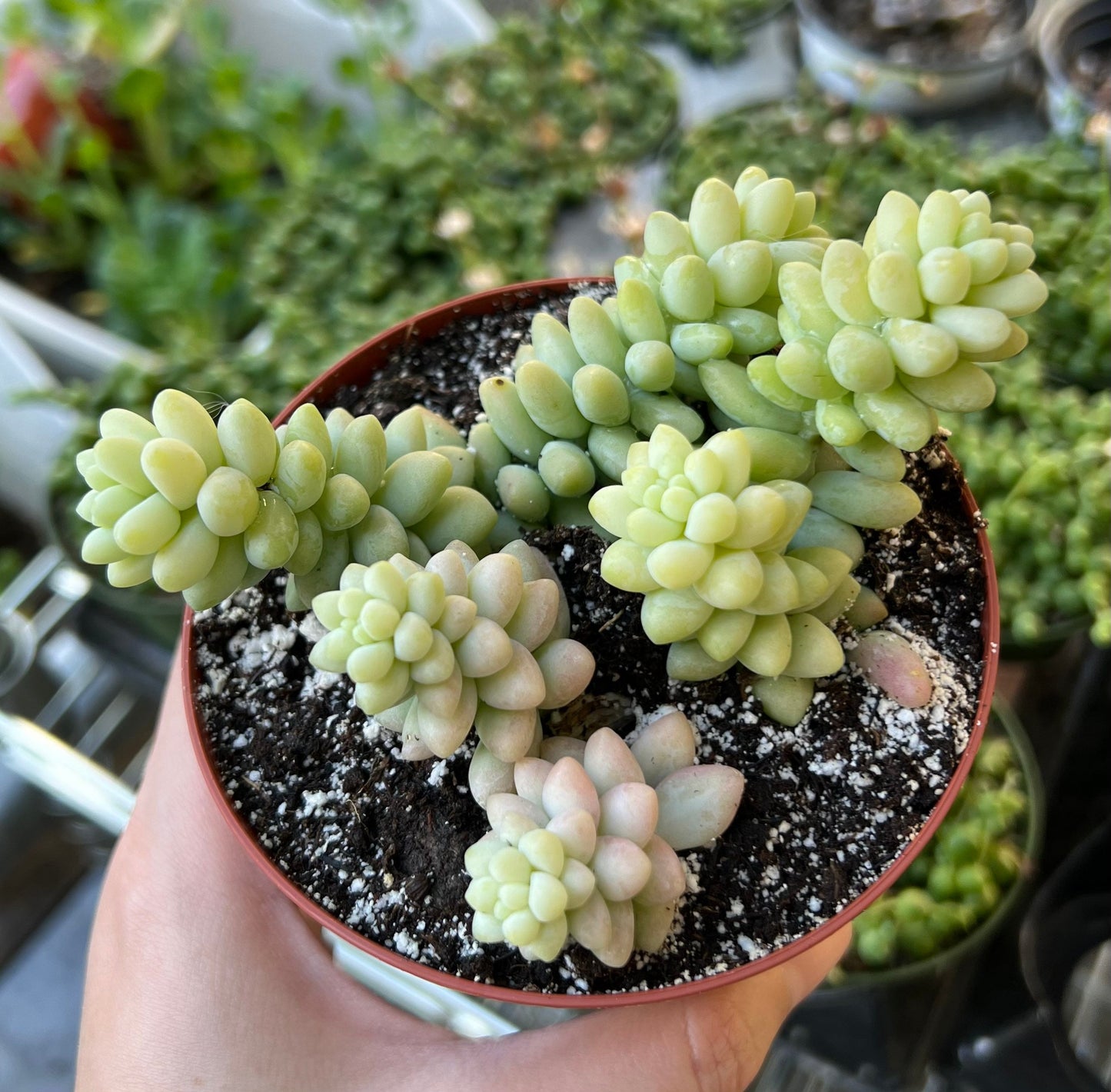 Burro’s Tail Succulent Hanging Basket