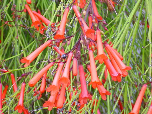 🔥 Russelia ‘Firecracker Plant’ – 3 Gallon Bush