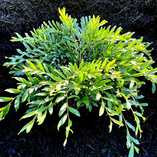 Distylium (3 Gal)
