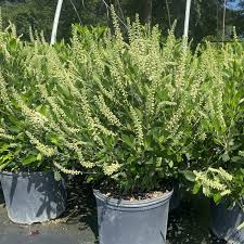 Clethra 'Sixteen Candles' (3 Gallon)