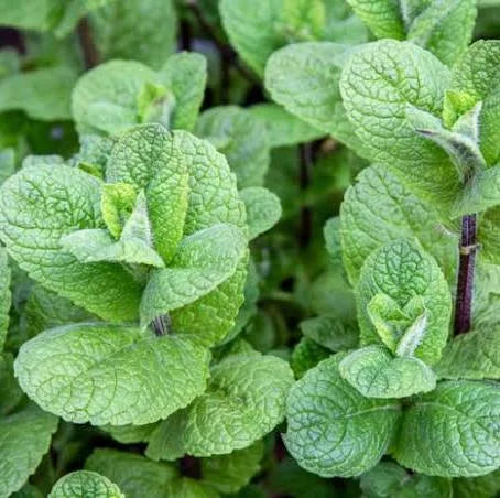 Mojito Mint 'Mentha × villosa' (4.5")