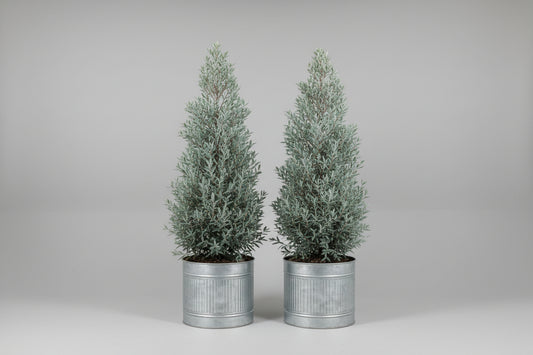 Blue Podocarpus (15 Gallon)
