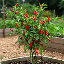Cayenne Pepper – 606