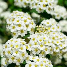 7 Gallon Spirea  (Spiraea japonica / Spiraea cantoniensis varieties)