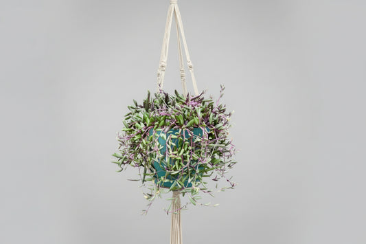 Ruby Necklace Hanging Basket Succulent (Othonna capensis ‘Ruby Necklace’)