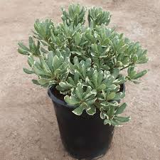 3 Gallon Variegated Pittosporum 🌿✨ (Pittosporum tobira ‘Variegata’)