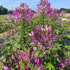 Cleome (Spider Flower) – 4” Graceful blooms that dance above the garden like little fireworks…