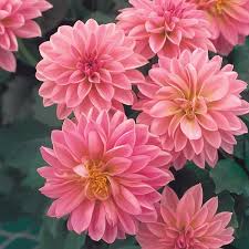 1 Gallon Dahlia 🌸 | Bold Blooms with Garden Party Charm