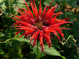 Monarda Didyma Jacob Cline 'Bee Balm' (1 Gallon)