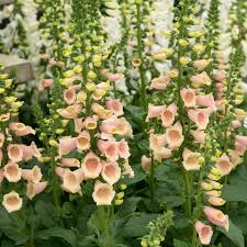 4.5” Digitalis (Foxglove)