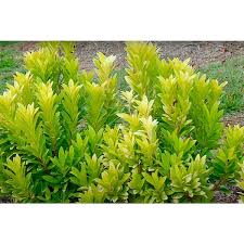 Hardy Anise / Yellow Anise – 3 Gallon