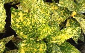 Acuba 'Gold Dust Gold Specks' (3 Gallon)