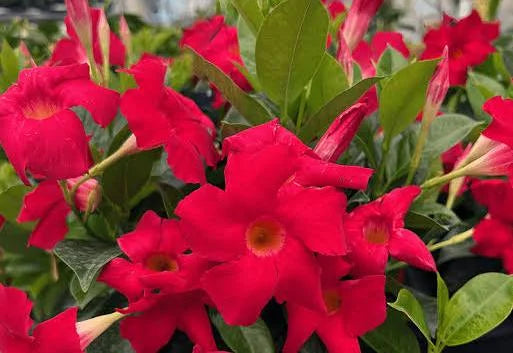 🌺 4.5” Mandevilla