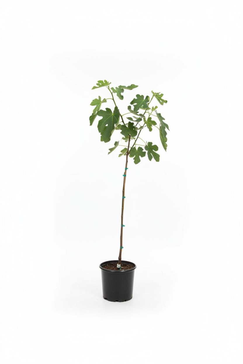 Fig Tree (3 Gallon)