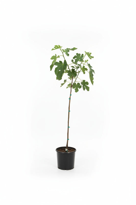 Fig Tree (3 Gallon)