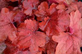 1 Gallon Heuchera ‘Fire Alarm’ (Coral Bells) ❤️🔥