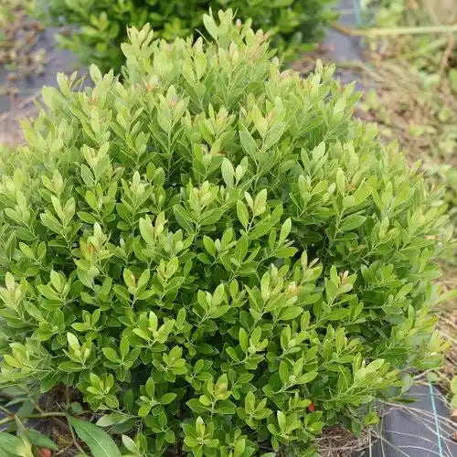 🌿 Inkberry Holly (3 Gallon)
