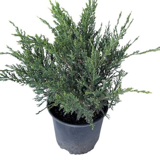 Sea Green Juniper – 7 Gallon