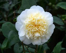 🌸 Brushfield’s Yellow Camellia (Camellia japonica) – 1 Gallon