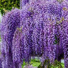 'Amethyst Falls' Wisteria (3 Gallon)