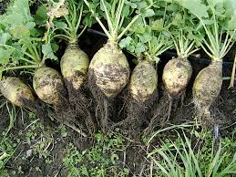 4” Rutabaga Plant