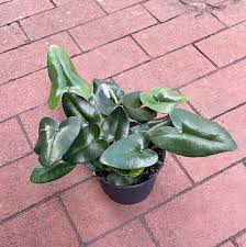 Heart Leaf Fern