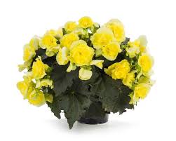 Solenia Begonia 4.5"