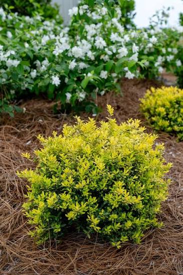 Touch of Gold Holly (3 Gal)