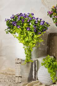 Lysimachia Goldilocks "Creeping Jenny" (1 Gallon)