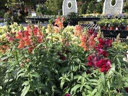🌸 Snapdragon ‘Snapshot’ – 1 Gallon