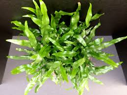 'Kangaroo Paw' Fern