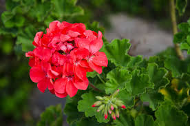 Geranium 4.5"