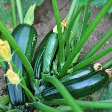 Zucchini Plants – Pack of 6