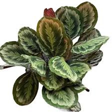 Calathea Mystify (4.5") 🌿✨