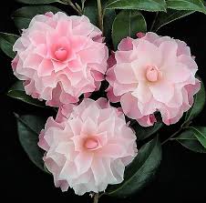 🌸 Buttons and Bows Camellia (Camellia japonica) – 1 Gallon