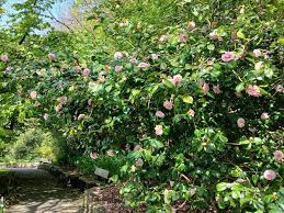Busy Bee Tea Camellia 🌸🐝