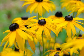 Rudbeckia 4.5