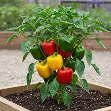 Bell Pepper Plants – Pack of 6
