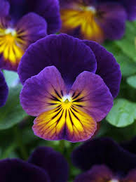 4" Viola Plants 🌼💜