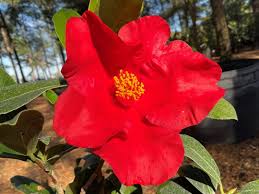 🔥 Gene’s Autumn Fire Camellia (Camellia azalea × Camellia japonica ‘Royal Velvet’) – 1 Gallon