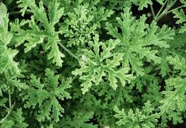 Citronella "Mosquito Plant" (1 Gallon)