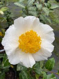 🌊 Silver Waves Camellia (Camellia japonica) – 3 Gallon