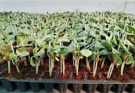 Clemson Watermelon Plants – Pack of 6
