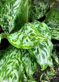 Dieffenbachia Hybrid Plant 8"