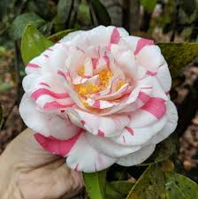 🌸 Elizabeth Arden Camellia (Camellia japonica) – 3 Gallon