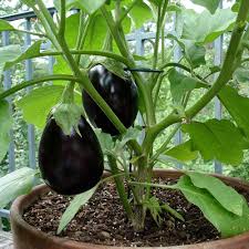 Black Beauty Eggplant Plants – Pack of 6