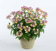 Nemesia ‘Nesia® Bananaberry’ Hanging Basket