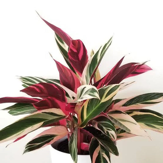 Stromanthe ‘Triostar’ 'Stromanthe sanguinea' (1 Gallon)