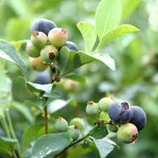 Blueberry ‘Premier’ Bush – 1 Gallon